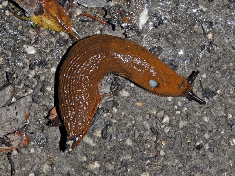 Arion vulgaris dall''Isola della Cona (Trieste)